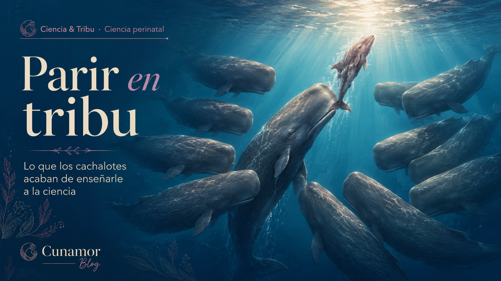 Parir en tribu: lo que los cachalotes acaban de enseñarle a la ciencia — Cunamor Blog